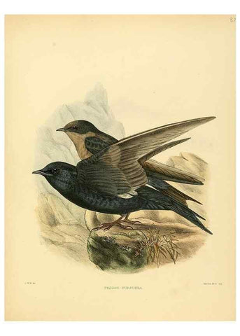 Reproducción/Reproduction 49522641866: A monograph of the Hirundinidae or family of swallows. London :Henry Sotheran & Co.,1885-1894.. 