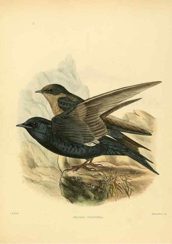 Reproducción/Reproduction 49522641866: A monograph of the Hirundinidae or family of swallows. London :Henry Sotheran & Co.,1885-1894.. 