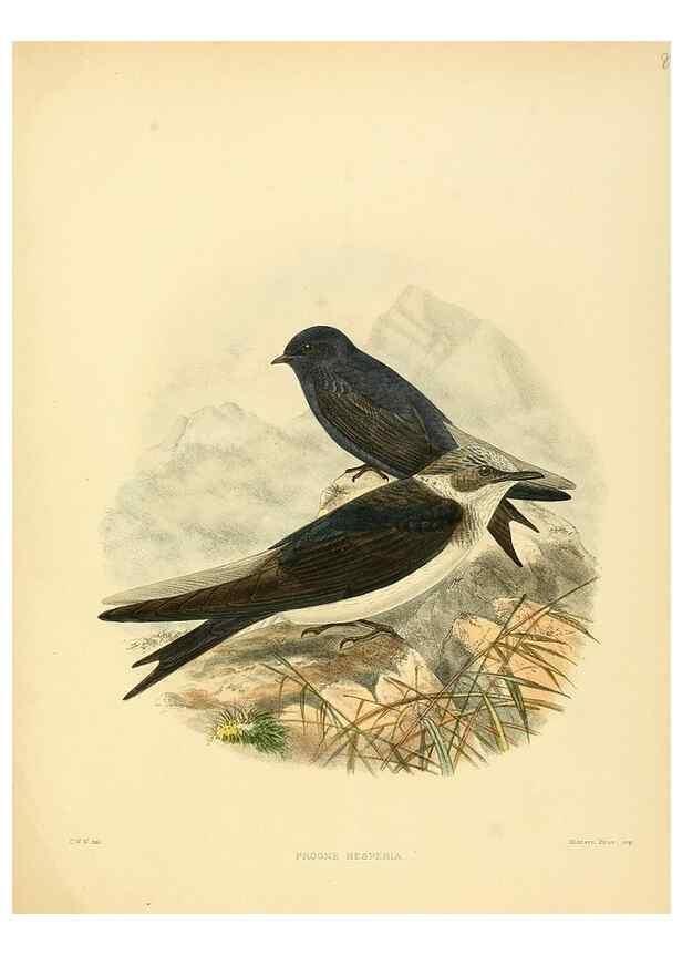 Reproducción/Reproduction 49522642171: A monograph of the Hirundinidae or family of swallows. London :Henry Sotheran & Co.,1885-1894.. 