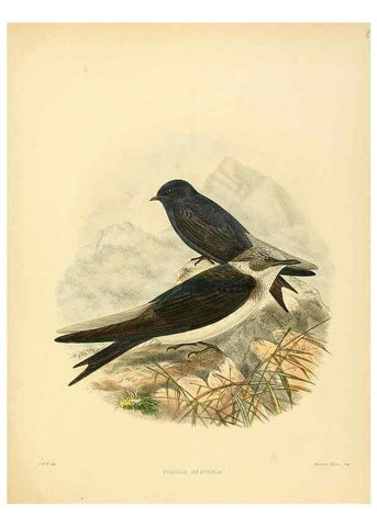 Reproducción/Reproduction 49522642171: A monograph of the Hirundinidae or family of swallows. London :Henry Sotheran & Co.,1885-1894.. 
