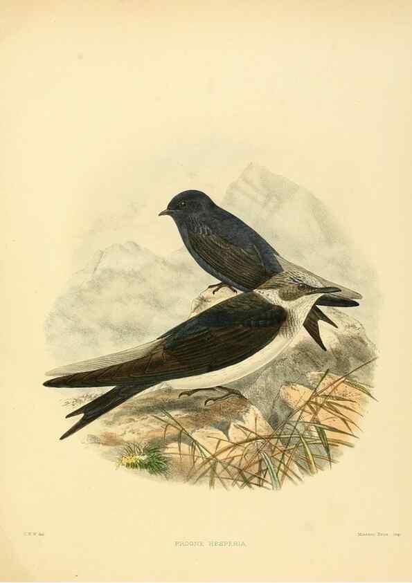 Reproducción/Reproduction 49522642171: A monograph of the Hirundinidae or family of swallows. London :Henry Sotheran & Co.,1885-1894.. 