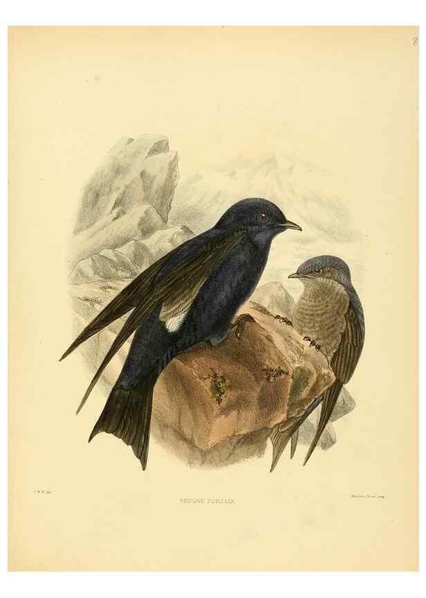 Reproducción/Reproduction 49522860217: A monograph of the Hirundinidae or family of swallows. London :Henry Sotheran & Co.,1885-1894.. 