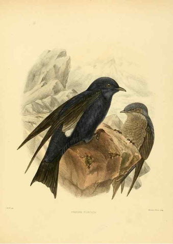 Reproducción/Reproduction 49522860217: A monograph of the Hirundinidae or family of swallows. London :Henry Sotheran & Co.,1885-1894.. 