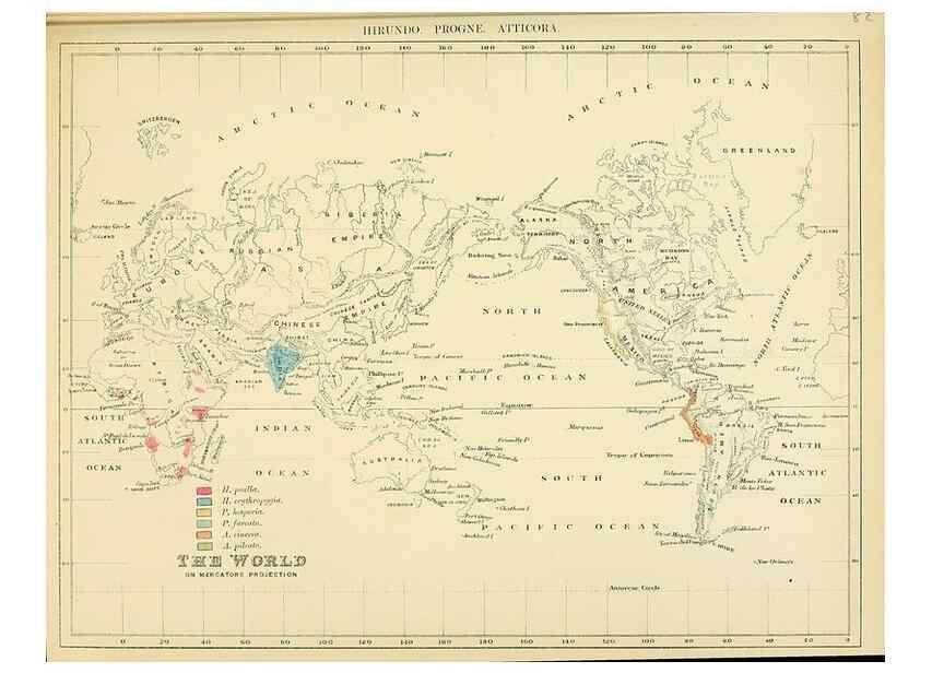 Reproducción/Reproduction 49522640616: A monograph of the Hirundinidae or family of swallows. London :Henry Sotheran & Co.,1885-1894.. 