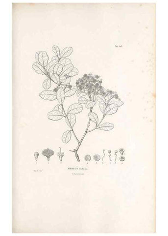 Reproducción/Reproduction 49521985277: Nova genera et species plantarum :. Antverpiae :Ex officina Christophori Plantini ...,1576.. 