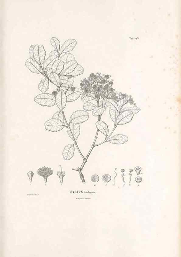 Reproducción/Reproduction 49521985277: Nova genera et species plantarum :. Antverpiae :Ex officina Christophori Plantini ...,1576.. 