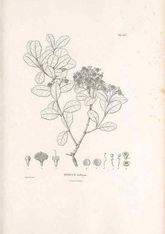 Reproducción/Reproduction 49521985277: Nova genera et species plantarum :. Antverpiae :Ex officina Christophori Plantini ...,1576.. 