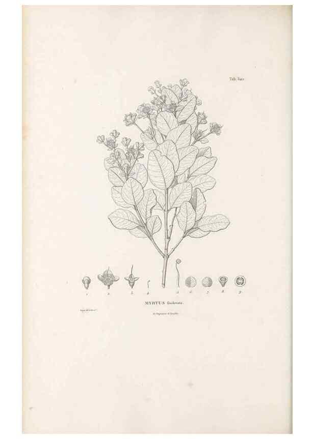 Reproducción/Reproduction 49521984992: Nova genera et species plantarum :. Antverpiae :Ex officina Christophori Plantini ...,1576.. 