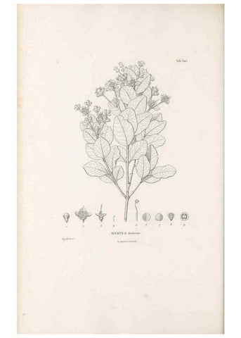 Reproducción/Reproduction 49521984992: Nova genera et species plantarum :. Antverpiae :Ex officina Christophori Plantini ...,1576.. 