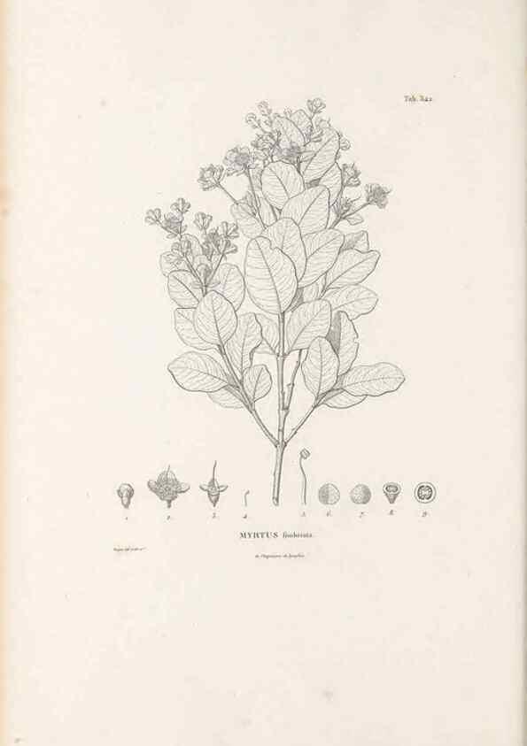 Reproducción/Reproduction 49521984992: Nova genera et species plantarum :. Antverpiae :Ex officina Christophori Plantini ...,1576.. 