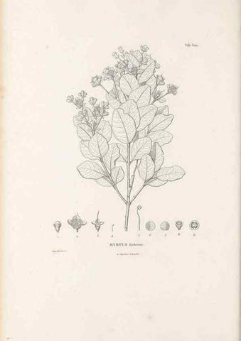 Reproducción/Reproduction 49521984992: Nova genera et species plantarum :. Antverpiae :Ex officina Christophori Plantini ...,1576.. 
