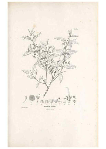 Reproducción/Reproduction 49521984697: Nova genera et species plantarum :. Antverpiae :Ex officina Christophori Plantini ...,1576.. 