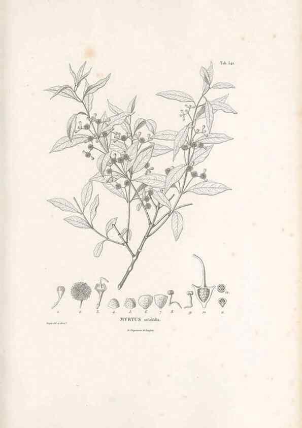 Reproducción/Reproduction 49521984697: Nova genera et species plantarum :. Antverpiae :Ex officina Christophori Plantini ...,1576.. 