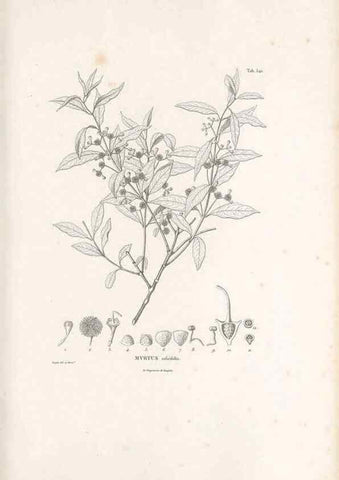 Reproducción/Reproduction 49521984697: Nova genera et species plantarum :. Antverpiae :Ex officina Christophori Plantini ...,1576.. 