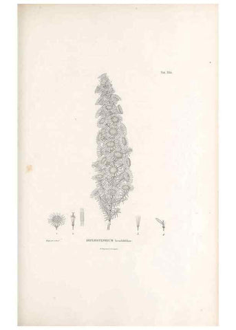 Reproducción/Reproduction 49521615461: Nova genera et species plantarum :. Antverpiae :Ex officina Christophori Plantini ...,1576.. 