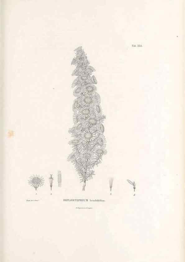 Reproducción/Reproduction 49521615461: Nova genera et species plantarum :. Antverpiae :Ex officina Christophori Plantini ...,1576.. 