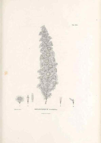Reproducción/Reproduction 49521615461: Nova genera et species plantarum :. Antverpiae :Ex officina Christophori Plantini ...,1576.. 