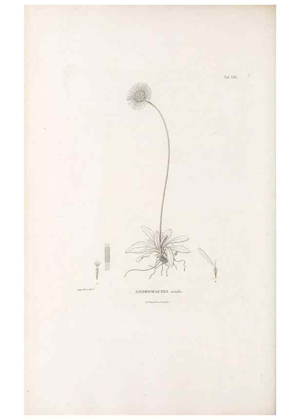 Reproducción/Reproduction 49521615731: Nova genera et species plantarum :. Antverpiae :Ex officina Christophori Plantini ...,1576.. 
