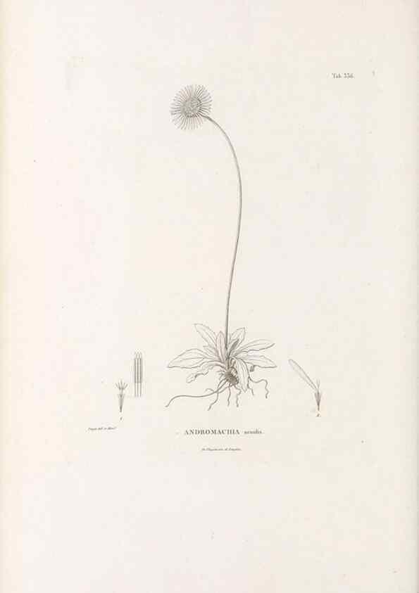 Reproducción/Reproduction 49521615731: Nova genera et species plantarum :. Antverpiae :Ex officina Christophori Plantini ...,1576.. 