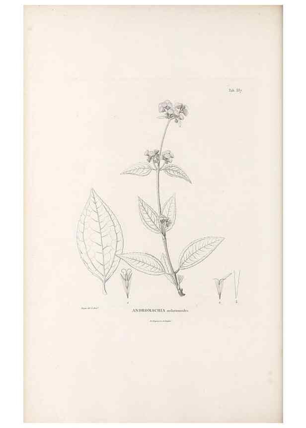 Reproducción/Reproduction 49521827667: Nova genera et species plantarum :. Antverpiae :Ex officina Christophori Plantini ...,1576.. 