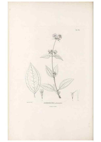 Reproducción/Reproduction 49521827667: Nova genera et species plantarum :. Antverpiae :Ex officina Christophori Plantini ...,1576.. 
