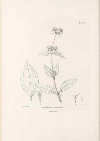 Reproducción/Reproduction 49521827667: Nova genera et species plantarum :. Antverpiae :Ex officina Christophori Plantini ...,1576.. 
