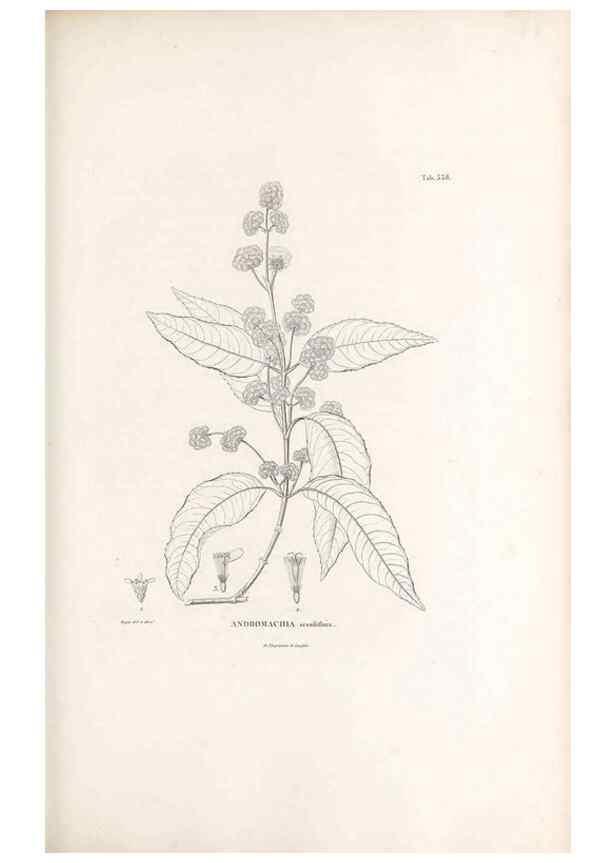 Reproducción/Reproduction 49521828057: Nova genera et species plantarum :. Antverpiae :Ex officina Christophori Plantini ...,1576.. 