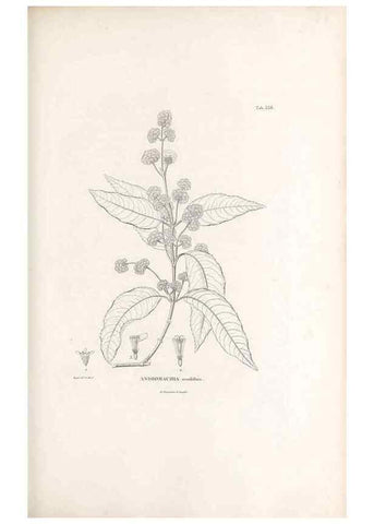 Reproducción/Reproduction 49521828057: Nova genera et species plantarum :. Antverpiae :Ex officina Christophori Plantini ...,1576.. 