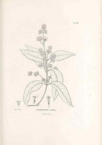 Reproducción/Reproduction 49521828057: Nova genera et species plantarum :. Antverpiae :Ex officina Christophori Plantini ...,1576.. 