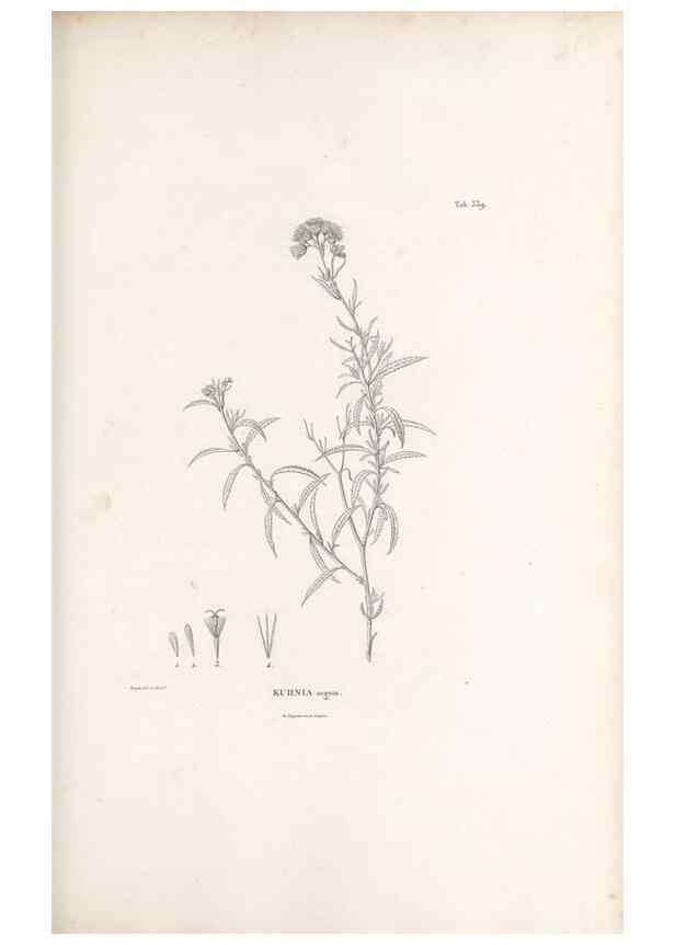 Reproducción/Reproduction 49521092873: Nova genera et species plantarum :. Antverpiae :Ex officina Christophori Plantini ...,1576.. 