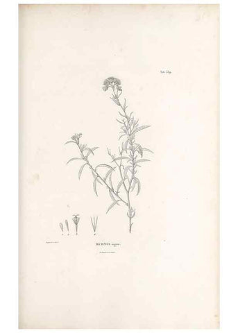 Reproducción/Reproduction 49521092873: Nova genera et species plantarum :. Antverpiae :Ex officina Christophori Plantini ...,1576.. 