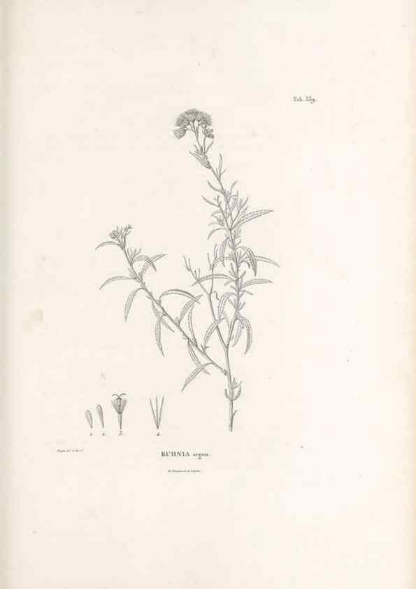 Reproducción/Reproduction 49521092873: Nova genera et species plantarum :. Antverpiae :Ex officina Christophori Plantini ...,1576.. 