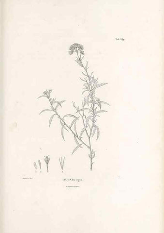 Reproducción/Reproduction 49521092873: Nova genera et species plantarum :. Antverpiae :Ex officina Christophori Plantini ...,1576.. 