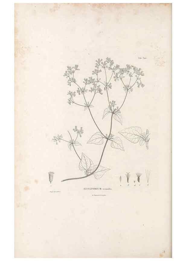 Reproducción/Reproduction 49521616901: Nova genera et species plantarum :. Antverpiae :Ex officina Christophori Plantini ...,1576.. 