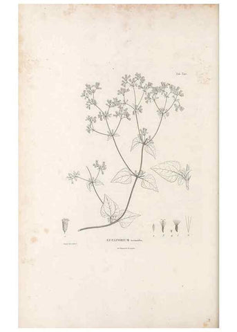 Reproducción/Reproduction 49521616901: Nova genera et species plantarum :. Antverpiae :Ex officina Christophori Plantini ...,1576.. 