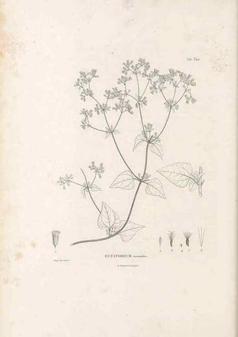 Reproducción/Reproduction 49521616901: Nova genera et species plantarum :. Antverpiae :Ex officina Christophori Plantini ...,1576.. 
