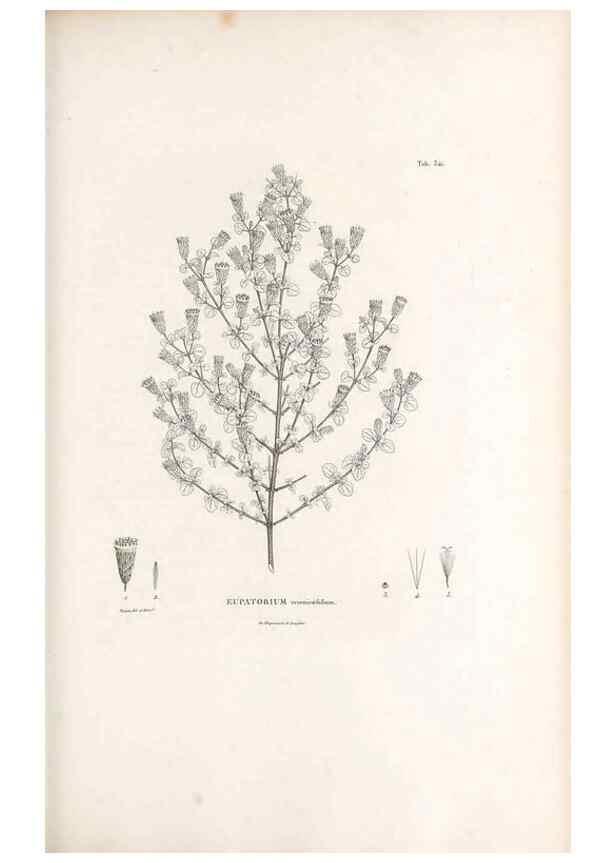Reproducción/Reproduction 49521617156: Nova genera et species plantarum :. Antverpiae :Ex officina Christophori Plantini ...,1576.. 