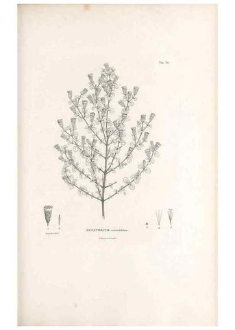 Reproducción/Reproduction 49521617156: Nova genera et species plantarum :. Antverpiae :Ex officina Christophori Plantini ...,1576.. 