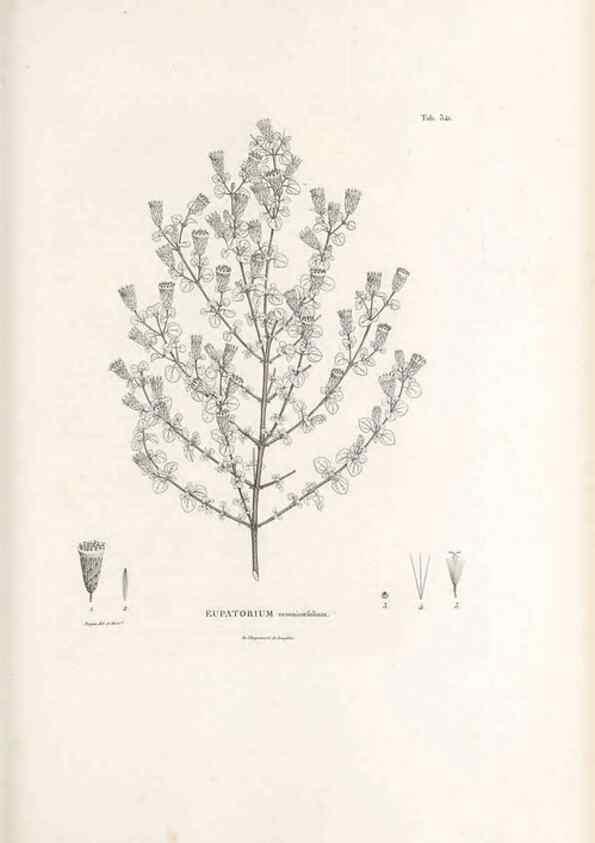 Reproducción/Reproduction 49521617156: Nova genera et species plantarum :. Antverpiae :Ex officina Christophori Plantini ...,1576.. 
