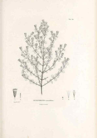 Reproducción/Reproduction 49521617156: Nova genera et species plantarum :. Antverpiae :Ex officina Christophori Plantini ...,1576.. 