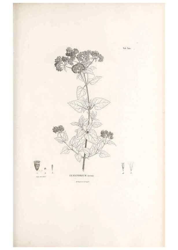 Reproducción/Reproduction 49521828977: Nova genera et species plantarum :. Antverpiae :Ex officina Christophori Plantini ...,1576.. 