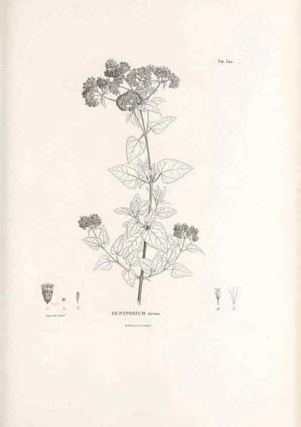 Reproducción/Reproduction 49521828977: Nova genera et species plantarum :. Antverpiae :Ex officina Christophori Plantini ...,1576.. 