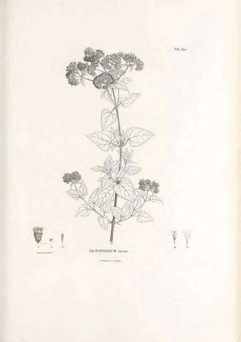 Reproducción/Reproduction 49521828977: Nova genera et species plantarum :. Antverpiae :Ex officina Christophori Plantini ...,1576.. 
