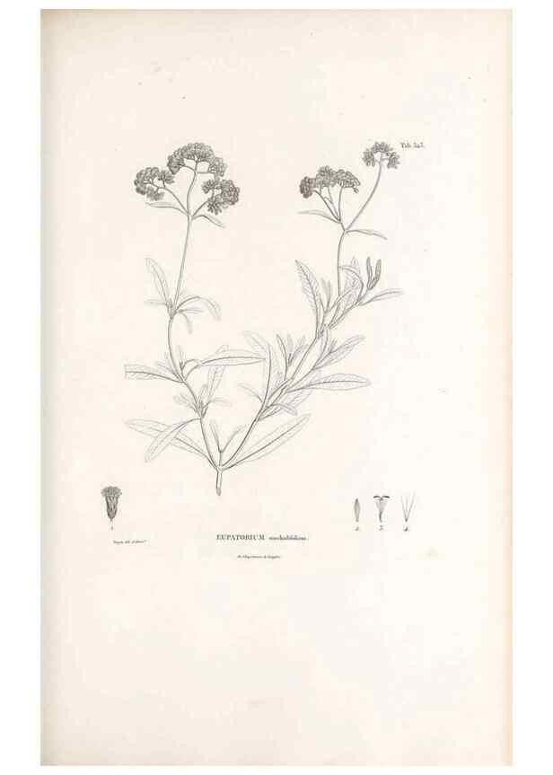 Reproducción/Reproduction 49521617646: Nova genera et species plantarum :. Antverpiae :Ex officina Christophori Plantini ...,1576.. 