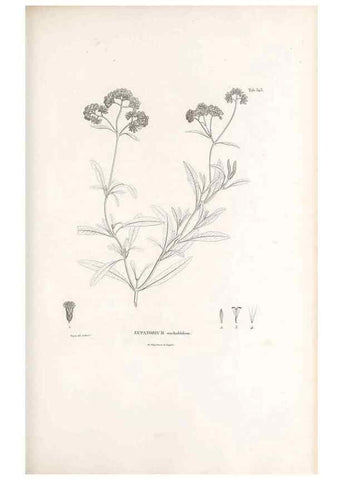 Reproducción/Reproduction 49521617646: Nova genera et species plantarum :. Antverpiae :Ex officina Christophori Plantini ...,1576.. 