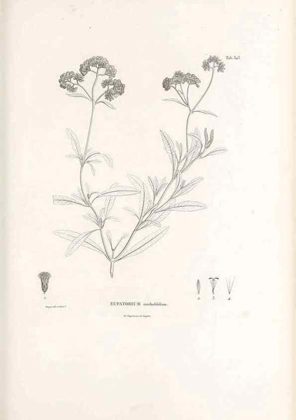Reproducción/Reproduction 49521617646: Nova genera et species plantarum :. Antverpiae :Ex officina Christophori Plantini ...,1576.. 