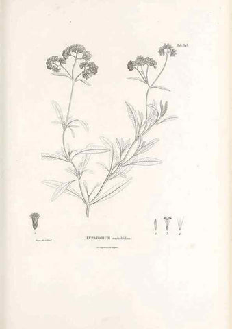 Reproducción/Reproduction 49521617646: Nova genera et species plantarum :. Antverpiae :Ex officina Christophori Plantini ...,1576.. 