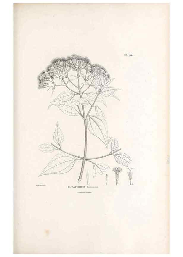 Reproducción/Reproduction 49521829462: Nova genera et species plantarum :. Antverpiae :Ex officina Christophori Plantini ...,1576.. 
