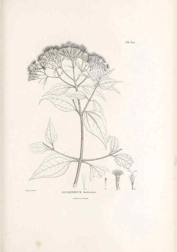 Reproducción/Reproduction 49521829462: Nova genera et species plantarum :. Antverpiae :Ex officina Christophori Plantini ...,1576.. 