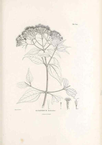 Reproducción/Reproduction 49521829462: Nova genera et species plantarum :. Antverpiae :Ex officina Christophori Plantini ...,1576.. 